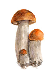 Watercolor wild mushroom boletus on white background. Illustration forest Boletus testaceoscaber or the orange birch bolete mushroom. Great for printing on fabric, postcards, invitations, menus.