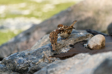 Sparrows by the river
