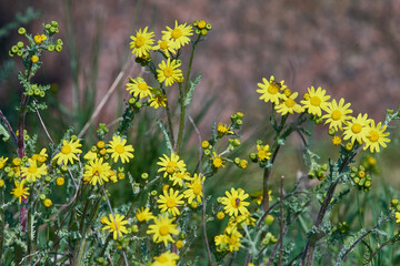 Fr&uuml;hlings-Greiskraut oder Fr&uuml;hlings-Kreuzkraut	