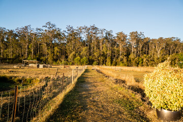 The farm on the peach farm near Iluka & Yamba  in NSW Australia