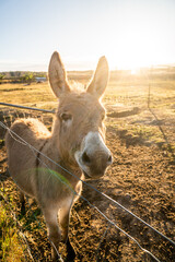 Donkey relaxing in morning on the peach farm near Iluka & Yamba  in NSW Australia