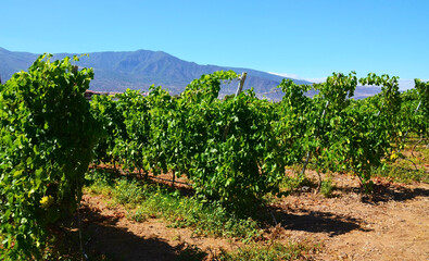 Fototapeta na wymiar View of a vineyard in Guimar,Tenerife,Canary Islands, Spain.Grape rows are oriented in a north-south direction for maximum sunlight interception. Harvest concept.Selective focus.
