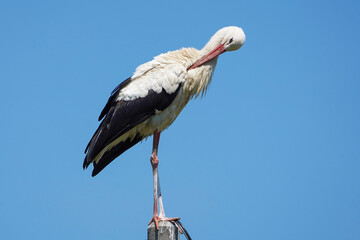 White european stork, Ciconia ciconia, cleans itself on a telephone pole over a blue sky
