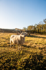 Sheep on the peach farm near Iluka & Yamba  in NSW Australia