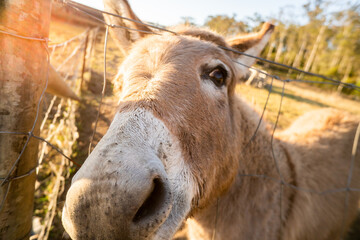 Donkey looking at cameraon the peach farm near Iluka & Yamba  in NSW Australia