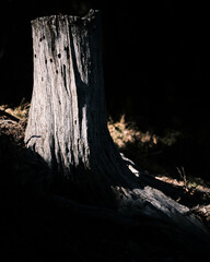 Tree trunk in shadow