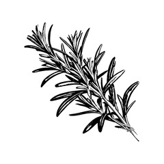 Rosemary Branch Hand Drawn Fragrant Plant Isolated on White Background Closeup Vector Illustration.