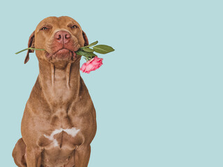 Cute brown puppy and bright flowers. Close-up, indoors. Studio shot. Congratulations for family, relatives, loved ones, friends and colleagues. Pets care concept