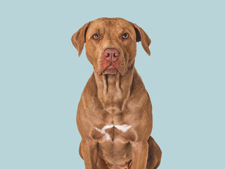 Cute brown dog. Isolated background. Close-up, indoors. Studio photo. Day light. Concept of care, education, obedience training and raising pets