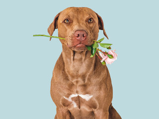 Cute brown puppy and bright flowers. Close-up, indoors. Studio shot. Congratulations for family, relatives, loved ones, friends and colleagues. Pets care concept