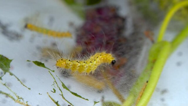 Weaving trees with cobwebs by larvae. Caterpillars of American white butterfly (Hyphantria cunea), moth fall webworm quarantine pest on leaves