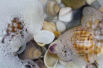 Seashells in Water / Muscheln in Wasser © Veselina