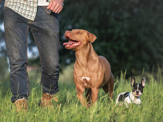 Charming dog, pretty little puppy and attractive man walking in the park against the backdrop of trees on a clear, sunny day. Closeup, outdoor. Day light. Concept of care, training and raising pets