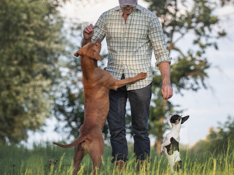 Charming dog, pretty little puppy and attractive man walking in the park against the backdrop of trees on a clear, sunny day. Closeup, outdoor. Day light. Concept of care, training and raising pets