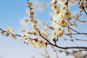 White plum blossoms