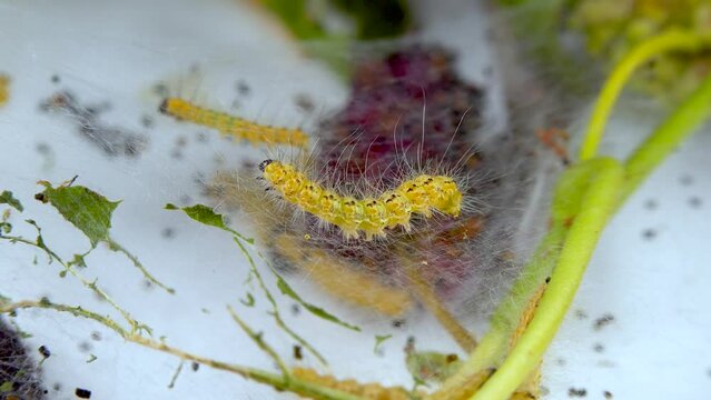 Weaving trees with cobwebs by larvae. Caterpillars of American white butterfly (Hyphantria cunea), moth fall webworm quarantine pest on leaves