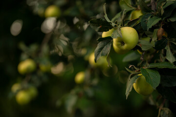 Belojabuka, old variety brought from Russia to Serbia about 500 years ago. The flesh of the fruit is white with a greenish tint, medium juicy, soft, fine-grained, sour taste and pleasant smell.