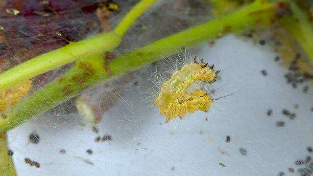 Weaving trees with cobwebs by larvae. Caterpillars of American white butterfly (Hyphantria cunea), moth fall webworm quarantine pest on leaves