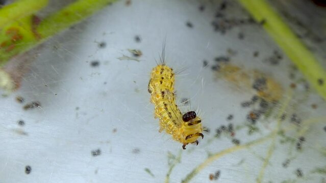 Weaving trees with cobwebs by larvae. Caterpillars of American white butterfly (Hyphantria cunea), moth fall webworm quarantine pest on leaves
