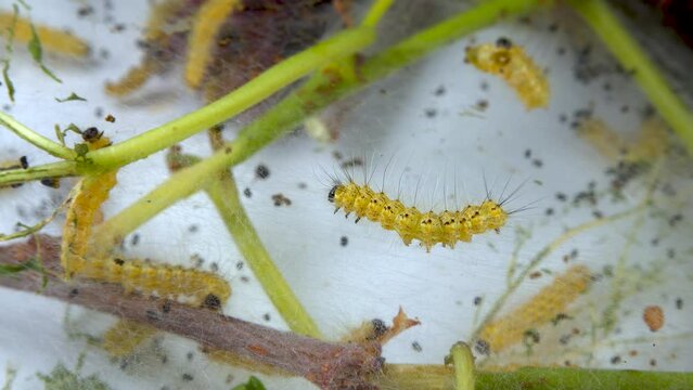 Weaving trees with cobwebs by larvae. Caterpillars of American white butterfly (Hyphantria cunea), moth fall webworm quarantine pest on leaves