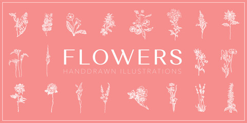 Flowers handdrawn illustrations set, Flowers collection
