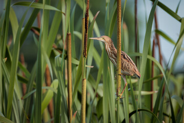 yellow bittern(juvenile).yellow bittern is a small bittern. It is of Old World origins, breeding in the northern Indian Subcontinent, east to the Russian Far East, Japan and Indonesia.