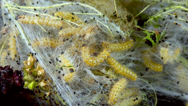 Weaving trees with cobwebs by larvae. Caterpillars of American white butterfly (Hyphantria cunea), moth fall webworm quarantine pest on leaves