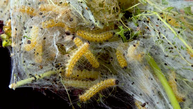Weaving trees with cobwebs by larvae. Caterpillars of American white butterfly (Hyphantria cunea), moth fall webworm quarantine pest on leaves