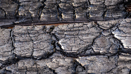 Burnt old wood texture black