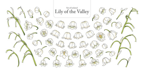 Cute hand drawn isolated Gray outline with color plane of lily of the valley.