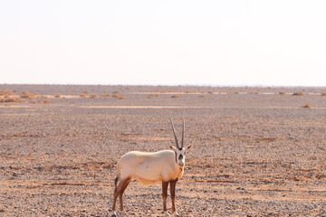 Orix en desierto