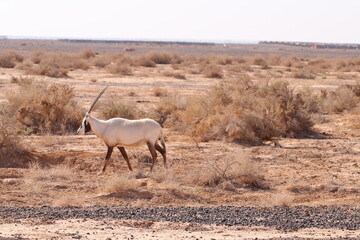 Orix en jordania