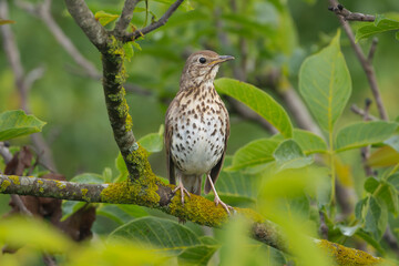 Song thrush - Turdus philomelos perched on green background. Photo from Ognyanovo in Dobruja, Bulgaria. 