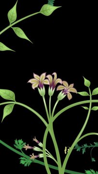 Growing plants with luma matte. Vertical video. Flowers and vines animation on black background. Overgrown, entwined foliage illustration.