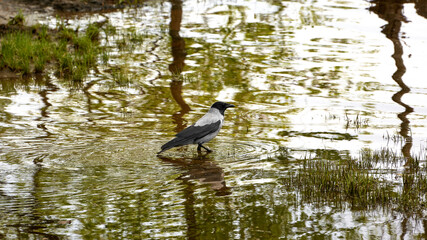 hooded crow walking through a puddle of grass