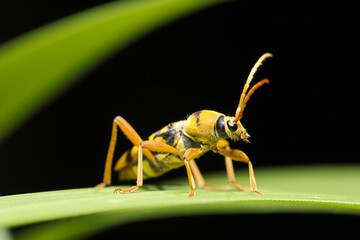 Japanese Longhorn beetle (Yotsusujitorakamikiri, Chlorophorus quinquefasciatus, nature close up macro photograph)