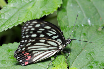 Japanese Red ring skirt (Hestina assimilis, Akaboshigomadara) butterfly resting on green leaves...