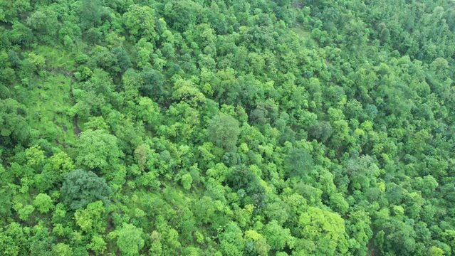 4K top down aerial view of forest trees in Dang, Gujarat, India. green trees nature landscape. natural background. Texture in nature.