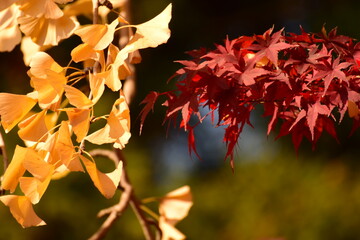イチョウとモミジ