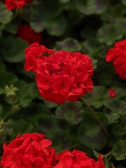 pixel,rose, flower, red, nature, bouquet, garden, roses, mobilgraphy