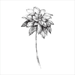 Vector handdrawn flower, Flower drawing