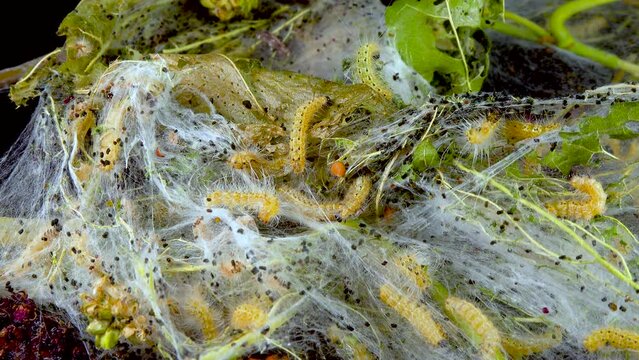 Weaving trees with cobwebs by larvae. Caterpillars of American white butterfly (Hyphantria cunea), moth fall webworm quarantine pest on leaves