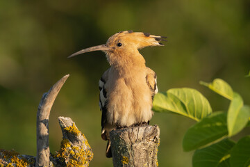 Eurasian hoopoe - Upupa epops perched at green background. Photo from Ognyanovo in Dobruja, Bulgaria.