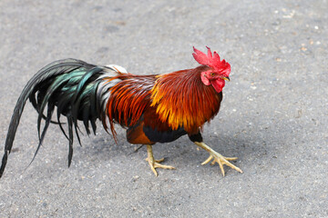 The fighting cock is beautiful hen in garden