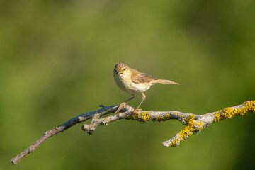  Willow warbler - Phylloscopus trochilus perched at green background. Photo from Ognyanovo in Dobruja, Bulgaria.