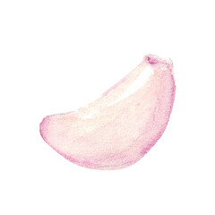 Watercolor garlic cloves. Hand drawn illustrated aromatic seasoning for food flavouring. Element for food cooking, receipt and packaging design.