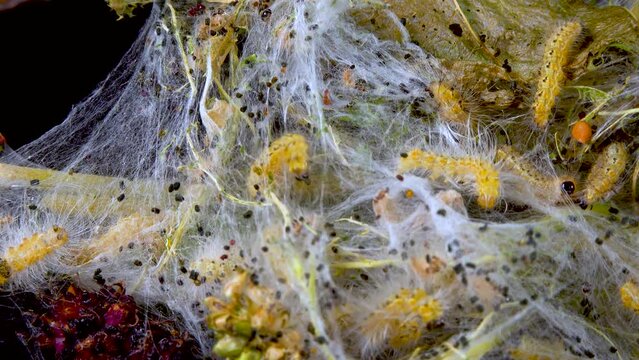 Weaving trees with cobwebs by larvae. Caterpillars of American white butterfly (Hyphantria cunea), moth fall webworm quarantine pest on leaves