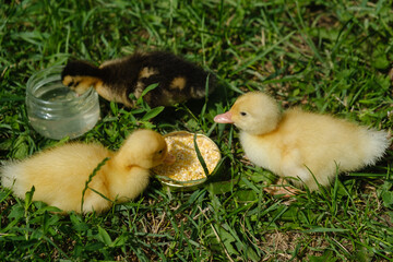 Three small yellow ducklings eating on the lawn. Selective focus.