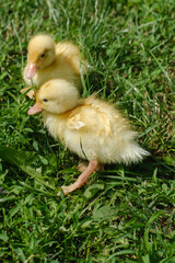 Three small yellow ducklings dry after swimming on the lawn. Selective focus.