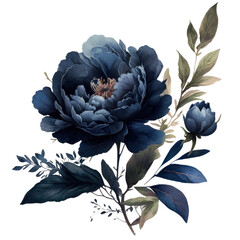 Navy blue Peony flower, botanical illustration, garden peonies bud watercolor illustration isolated with a transparent background, wedding blossom card design created with Generative AI - obrazy, fototapety, plakaty